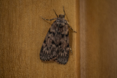 Mimaglossa nauplialis