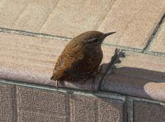 Troglodytes troglodytes