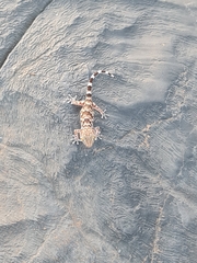 Chondrodactylus