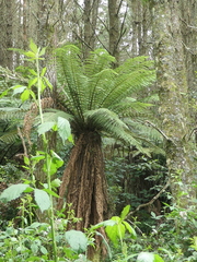 Dicksonia fibrosa