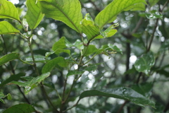 Turpinia formosana