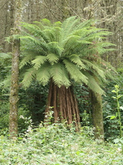 Dicksonia fibrosa