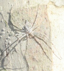 Tamopsis