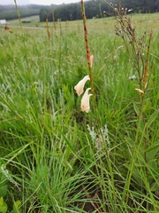 Watsonia watsonioides