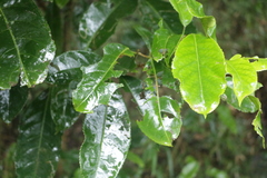 Turpinia formosana