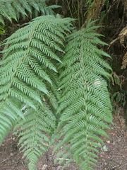 Dicksonia fibrosa