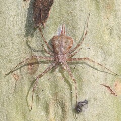 Tamopsis