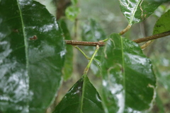 Turpinia formosana