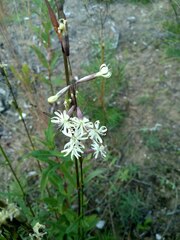 Silene tatarica