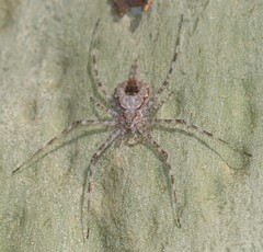 Tamopsis