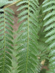 Dicksonia fibrosa
