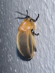 Endobrachys revocans