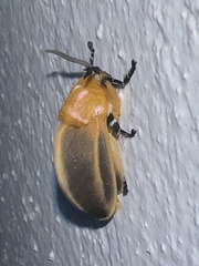 Endobrachys revocans