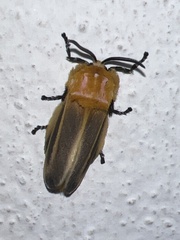 Endobrachys revocans