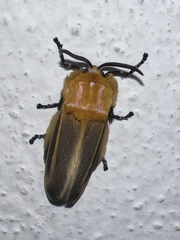 Endobrachys revocans