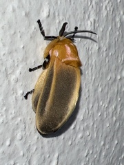 Endobrachys revocans