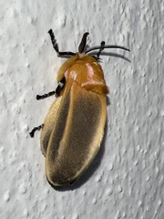 Endobrachys revocans