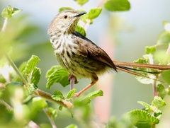 Prinia maculosa maculosa