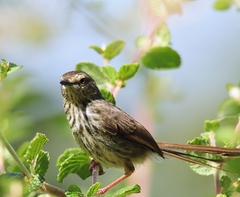 Prinia maculosa maculosa