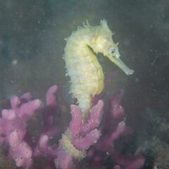 Hippocampus whitei