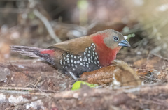 Hypargos niveoguttatus