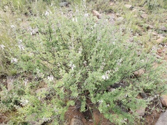 Ocimum burchellianum