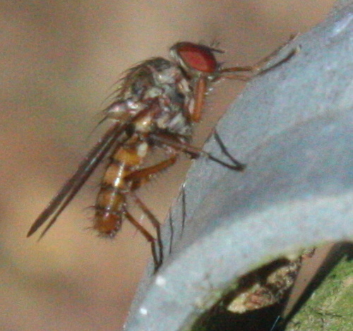 Diptera