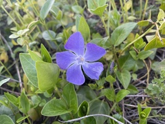 Vinca