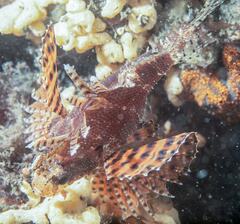 Dendrochirus brachypterus