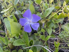 Vinca