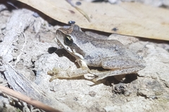 Litoria