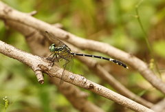 Austrogomphus amphiclitus
