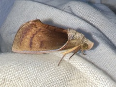 Gonodonta