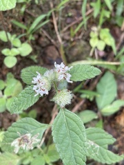 Hyptis capitata