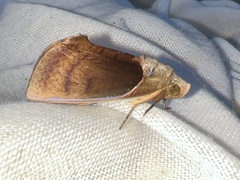 Gonodonta