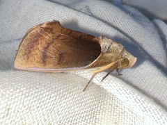 Gonodonta