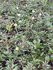 Ludwigia adscendens