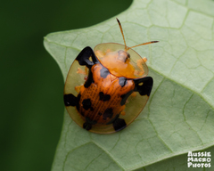 Aspidimorpha punctum