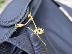 Empusa fasciata