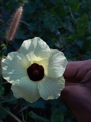 Hibiscus vitifolius
