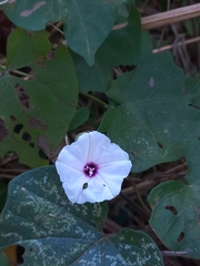 Ipomoea pandurata