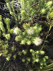 Campylostachys cernua