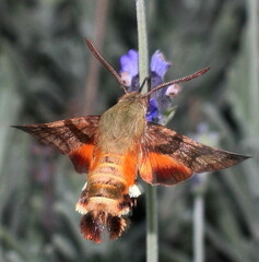 Macroglossum trochilus