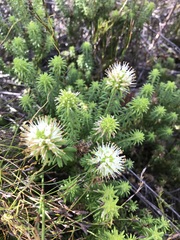 Campylostachys cernua