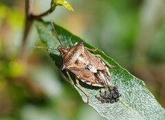 Oechalia schellenbergii