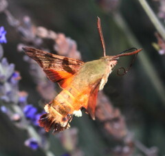 Macroglossum trochilus