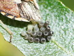 Oechalia schellenbergii