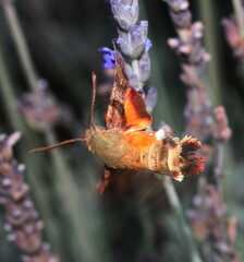 Macroglossum trochilus