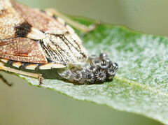 Oechalia schellenbergii