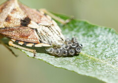 Oechalia schellenbergii